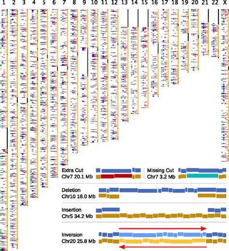 Human Genome Map