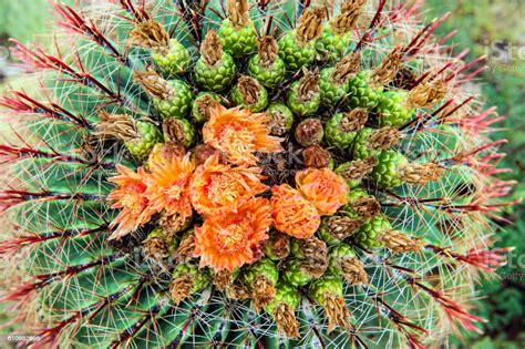 But i also noticed that the base of the cactus is narrower than the top and that is w. Cactus Flowers At Saguaro National Park Arizona Western ...