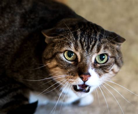 Cat Hissing Stock Photos Pictures And Royalty Free Images Istock