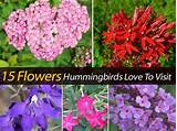 Flowers Hummingbirds Love Photos