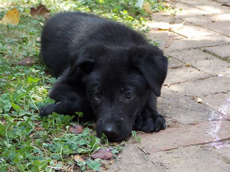 7 Week Old Solid Black German Shepherd Puppy Acheron