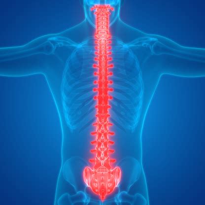 Human Skeleton Vertebral Column Anatomy Stock Photo - Download Image