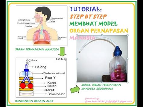 Estimated number of the downloads is more than 1. Step by Step Membuat Model Organ Pernapasan Manusia - YouTube