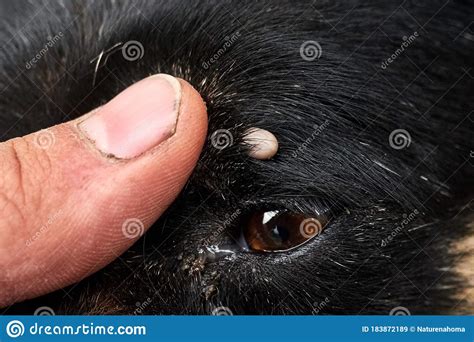 Tick On The Dog`s Head Near The Eye Royalty Free Stock Photography