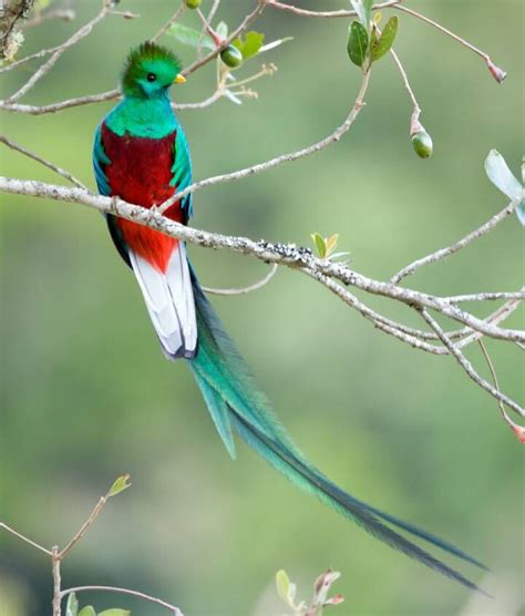 The Spectacular Resplendent Quetzal Is Guatemalas National Bird And