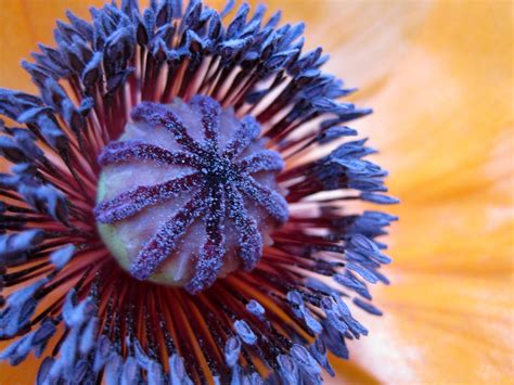 Even poppy tea (prepared by mixing the seeds in hot water) can offer. Poppy Flower Seeds - Poppies for Use in All Garden Designs