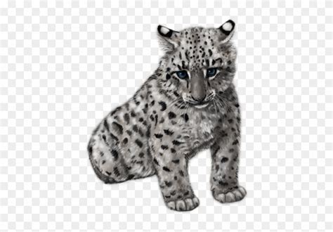 How To Draw A Baby Snow Leopard Home Design Ideas