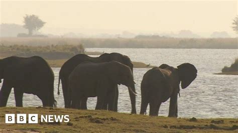 Botswanas Elephant Hunting Dilemma Bbc News