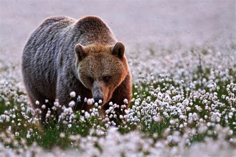 Animals Bears Flowers Depth Of Field Wallpapers Hd Desktop And