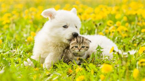 Pet insurance is a form of insurance cover which can reimburse you for a portion of eligible vet treatments, if your pet becomes sick or is injured. AA Pet Insurance | AA New Zealand