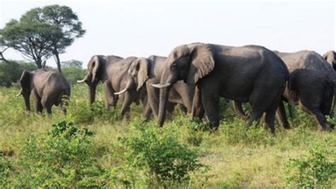 Elefantes Invadem Luanda Angola Online Net