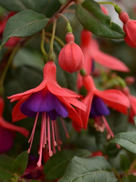 Best Annual Shade Flowers Hgtv