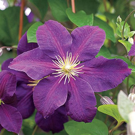 We did not find results for: Clematis Jackmanii from Park Seed