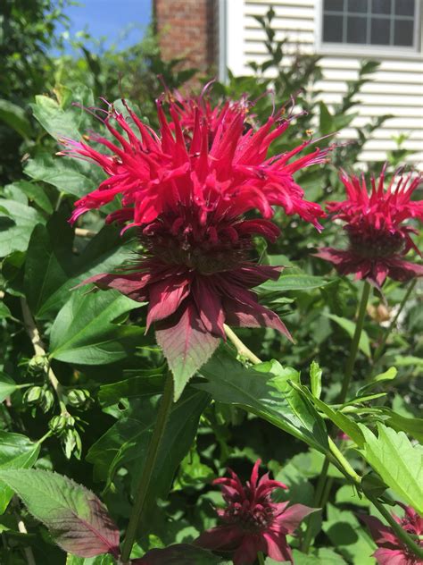 Elevate the mood and mental. #garden bee balm #summer | Bee balm, Garden, Plants