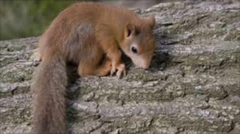 Red Squirrel Breeding Programme For East Anglia Bbc News