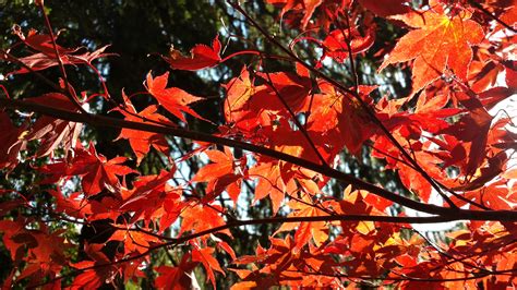 Free Images Branch Flower Red Autumn Season Maple Tree Maple