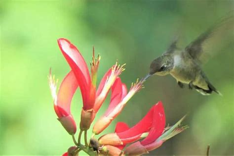3 Hummingbirds In New York Common And Rare Bird Feeder Hub