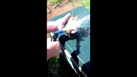 Cleaning A Brim With A Water Hose Youtube