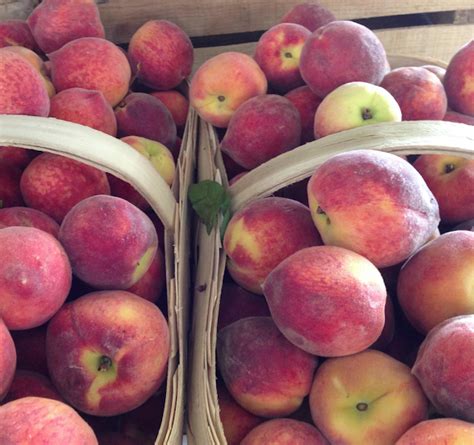 11 Special Recipes For Peach Season