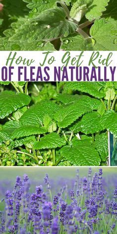 Plants That Repel Ticks & Fleas | Mosquito repelling plants, Dog safe ...