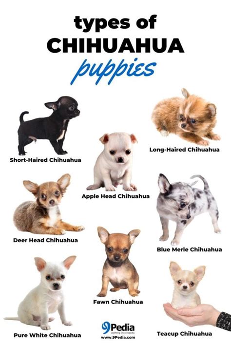 Types Of Teacup Chihuahua Puppies Teacup Chihuahua Puppies Chihuahua