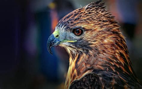 Animals Bird Beak Predator Falcon Hd Wallpaper Pxfuel