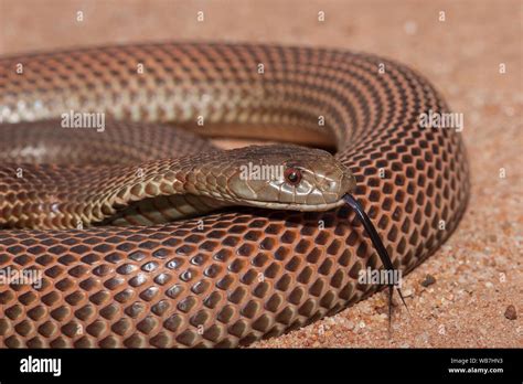 Australian King Brown Or Mulga Snake Stock Photo Alamy