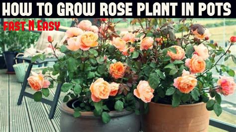 How To Plant A Rose Bush In A Container