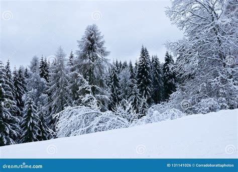 The Snowfall Has Covered The Forest And Also The Meadows Stock Photo