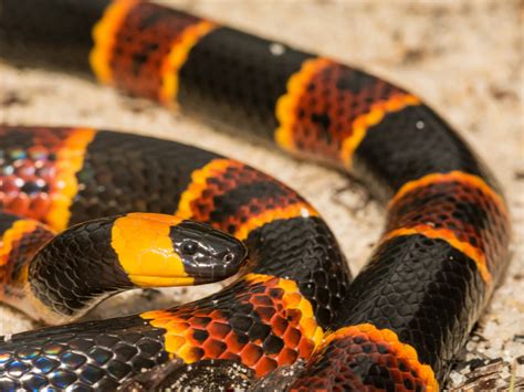 List Of Venomous Snakes In Florida Reptile Range