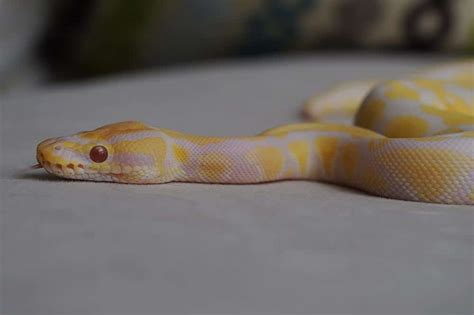 13 Albino Ball Python Morphs Breeding Genetics Uncovered