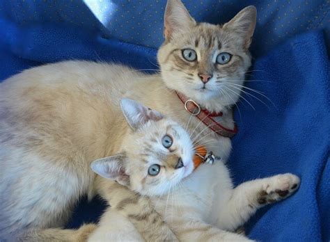 10 Fun Facts About Cats And Kittens