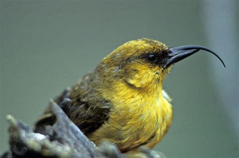 Native Hawaiian Forest Birds Of Hawaii Volcanoes National Park Us