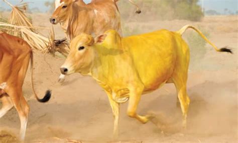 Hindistan'da yaşlı inekler için özel bakım evleri var. Rüyada Büyük Sarı İnek Görmek - ruyandagor.com