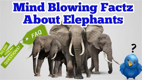 Mind Blowing Facts About Elephants Not Just E For Elephant