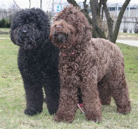 Barbet Dog Barbet Pinterest Dogs