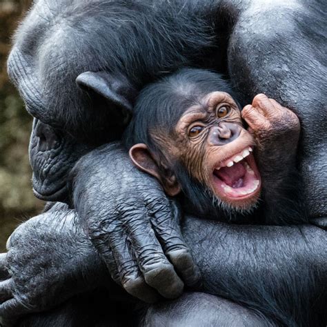 Chimpanzee Baby Chimpanzee Laughing Baby Chimp