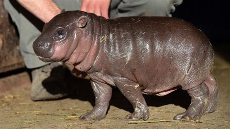 Cute Baby Hippo Born To Cancer Suffering Mum — Rt Uk News