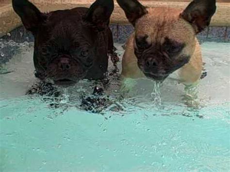 I say if anyone has a water lovin frog dog, get them a kiddie pool and forget other bodies of water lol. French Bulldogs playing Water Tennis - YouTube