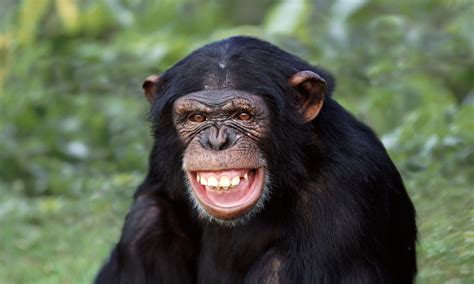Monkey Business Should Chimpanzees Have The Same Rights As Humans