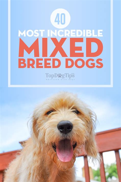 Toy Dog Mixed Breeds List Wow Blog