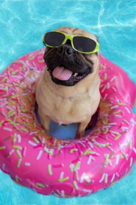 Cute Pug Floating In A Swimming Pool With A Pink Donut Ring Flotation