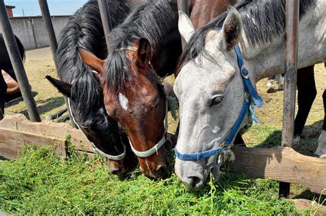 10 Rules For Feeding Horses Alabama Cooperative Extension System