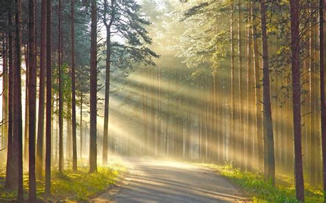 2876761 1920x1080 Nature Landscape Trees Forest Branch Sun Rays Road