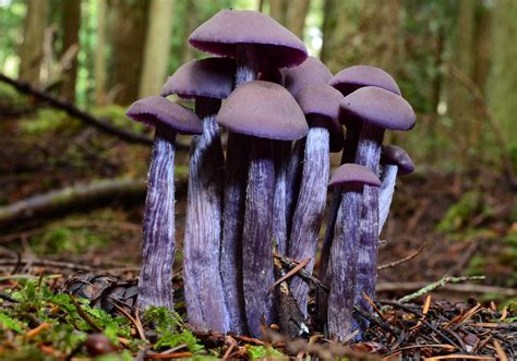Wild Mushrooms Of The Pacific Northwest Kitsap Peninsula Mycological