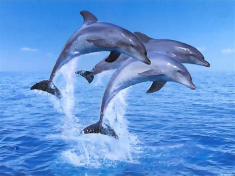 Delfines Saltando En El Mar Imagui