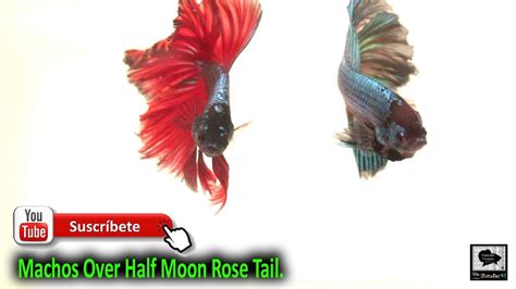 Male Bettas Over Half Moon Rose Tail Long Fins Bettas Hinojosa