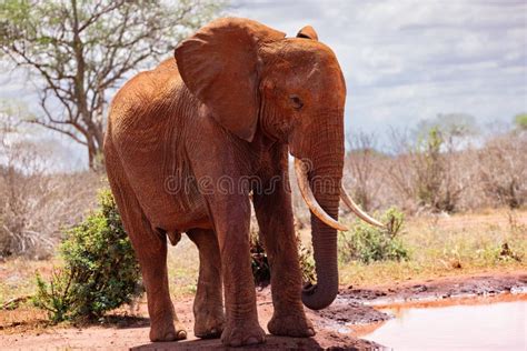 Thirst Quenched African Elephant Savoring A Drink On The Kenyan Tsavo