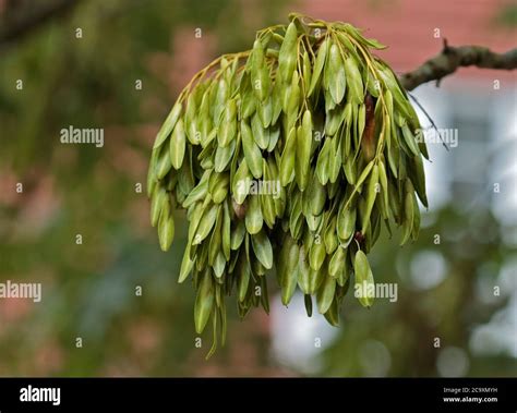 Ash Tree Seed Pods Stock Photo Alamy