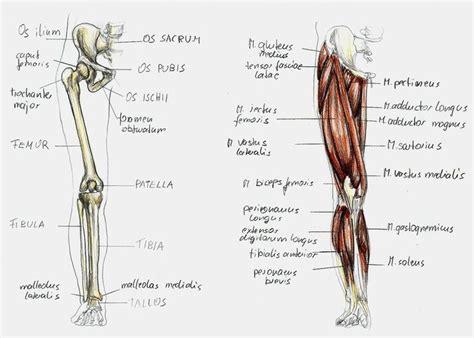 Anatomy Leg 1 By Bk 81 On Deviantart Anatomy Leg Bones Bones And